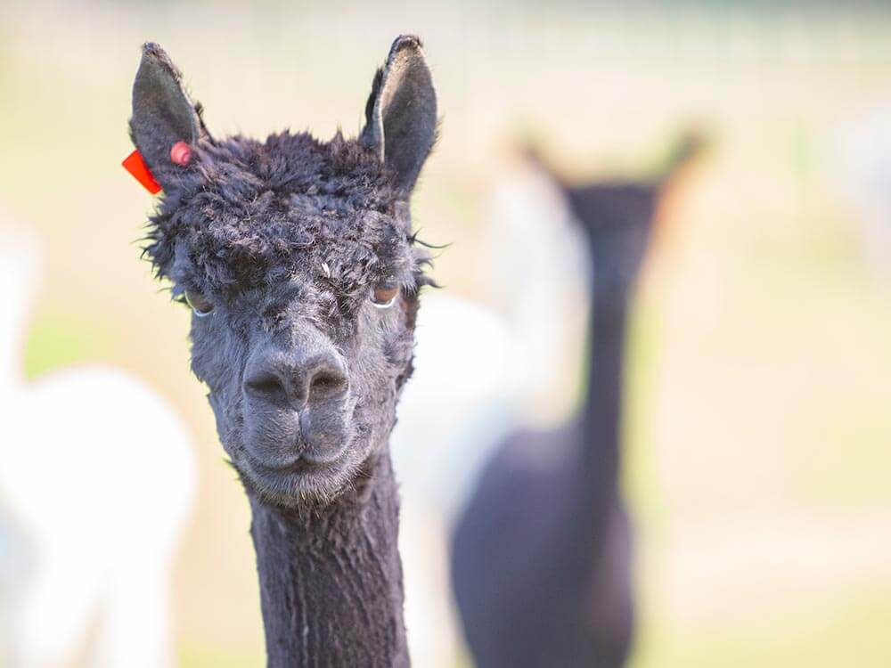 Alpacas